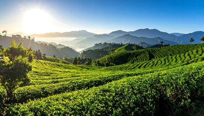 Lush green tea plantations cascade down rolling hills under a vibrant blue sky, showcasing a serene landscape of terraced farming.
