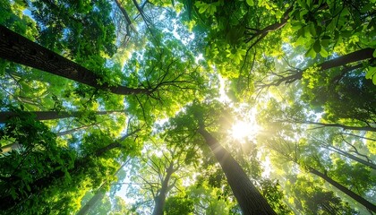 Fototapeta premium A vibrant upward perspective of towering trees with lush green foliage, sun rays piercing through the canopy