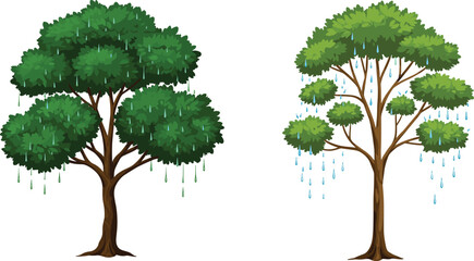 Rainy tree scene, water droplets, green foliage, tree comparison, wet canopy, botanical contrast, nature study, trunk texture, rainfall effect, white background