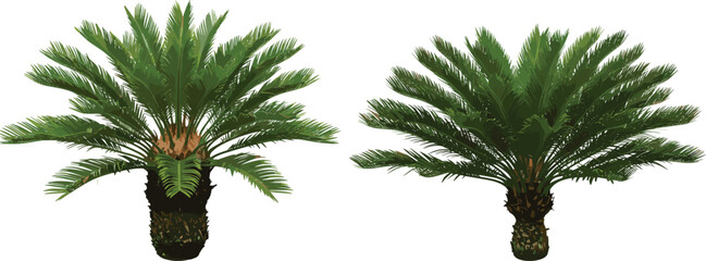 Sago palm plant illustration, Cycas revoluta vector, tropical foliage, evergreen tree design, botanical element, landscaping asset, white background © Sabbir's World