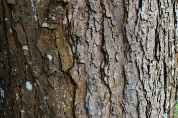 tree bark texture