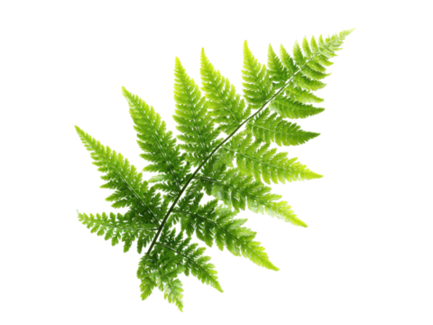 Vibrant green fern frond detailed texture against black leaf plant, Isolated On Png Transparent Background
