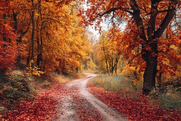 Beautiful autumn landscape with fallen dry red leaves, road through the forest and yellow trees. High quality