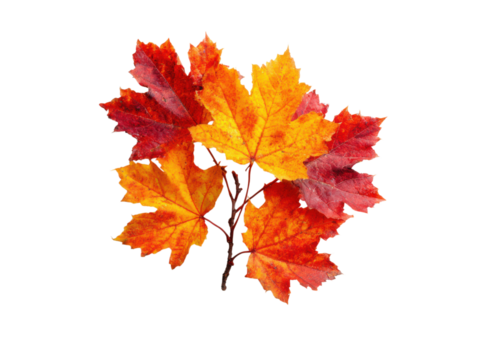 Vibrant autumn maple leaves on a dark background fall, Isolated On Png Transparent Background