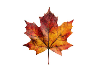Fototapeta premium Crimson gold maple leaf isolated autumn fall, Isolated On Png Transparent Background