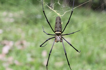 spider on a web