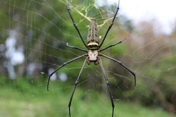 spider on web