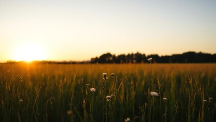 Golden sunset over a vast agricultural field with distant trees and a soft sky