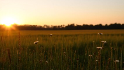 Golden hour sunset over a vast agricultural field with distant trees and a gentle breeze