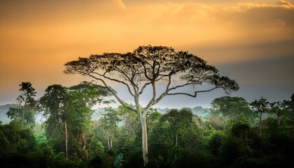 Pristine Untouched Primary Forest Of Andasibe Mantandia National Parc Madagascar