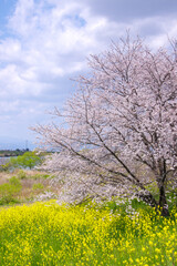 菜の花の上に枝を広げる桜（桜堤サブセンター）
