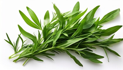 Fototapeta premium Fresh Vibrant Tarragon Green Leaves On White Background Perfect For Culinary And Menu Designs