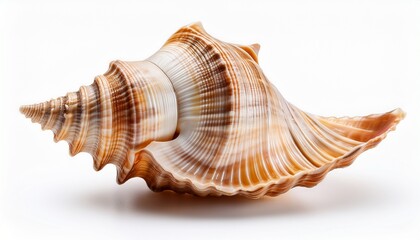 Sea Shell Isolated On White