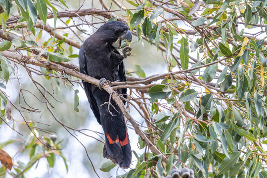 Male Australian Red-tailed Black Cockatoo feeding on gum nuts, Perth Western Australia - Powered by Adobe