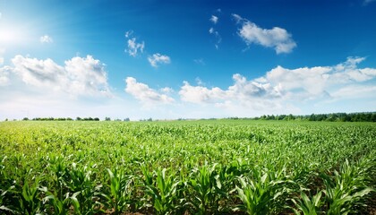 Corn Field And Blue Sky