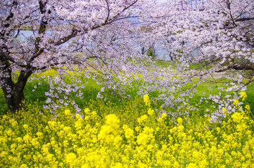 桜の枝越しに広がる菜の花のじゅうたん（木曽三川公園）