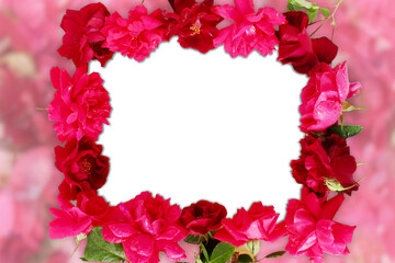 frame of Beautiful pink  and red rose flower texture, for valentines day or love, gift, religion, holiday related concept, cutout in transparent background, png format, copy space