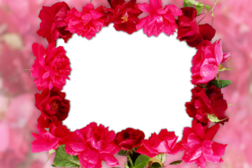 frame of Beautiful pink and red rose flower texture, for valentines day or love, gift, religion, holiday related concept, cutout in transparent background, png format, copy space