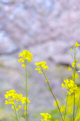 Fototapeta premium 桜色を背景に揺れる菜の花（木曽長良背割堤）