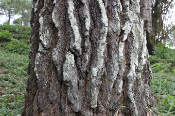 tree bark texture