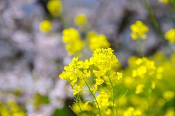 光を受ける菜の花と桜の玉ボケ（桜堤サブセンター）