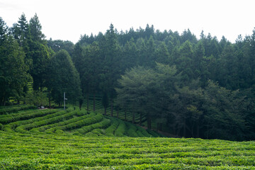 Large area of green tea fields in the boseong. 보성 녹차밭의 풍