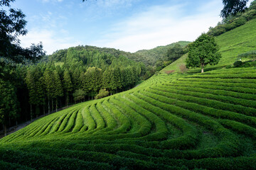 Large area of green tea fields in the boseong. 보성 녹차밭