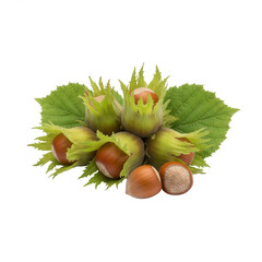 Hazelnut Harvest Ripe Hazelnuts with Green Husks and Leaves