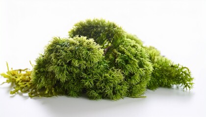 Macro Photo Of Raw Organic Irish Sea Moss Chondrus Crispus On White