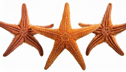 Starfish Five Arms Isolated White And Transparent Background