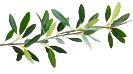 Olive branch with green leaves isolated on transparent background
