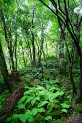 dense primeval forest with fresh ferns and old trees