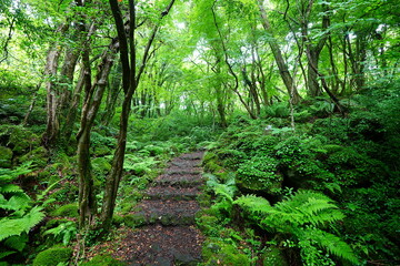 Fine Path Through Mossy Rocks