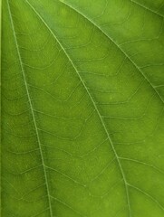 leaf macro