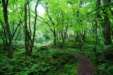 fine spring path through old wild forest