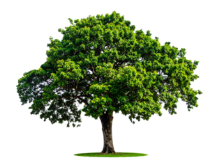 Green Tree Isolated on White Background