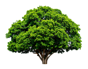 Green Tree Isolated on White Background
