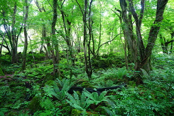 dense primeval forest with fresh ferns and old trees