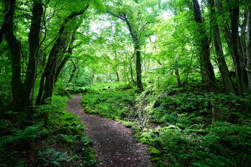 refreshing spring path in the gleaming sunlight