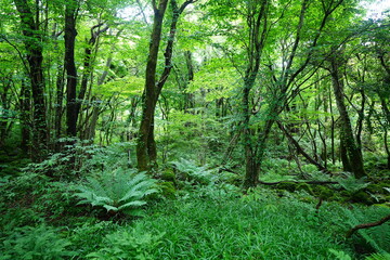 dense primeval forest with fresh ferns and old trees