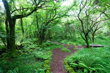 fine spring path through old wild forest