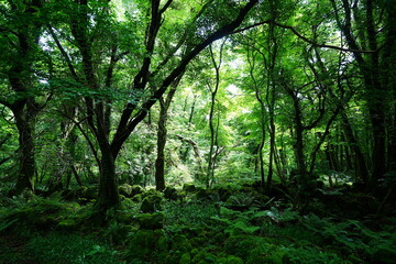 dense primeval forest with fresh ferns and old trees