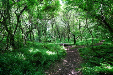 refreshing spring path in the gleaming sunlight