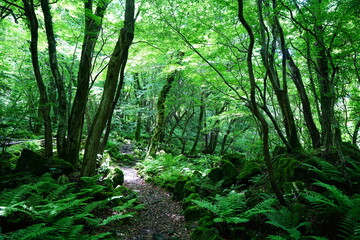 refreshing spring path in the gleaming sunlight