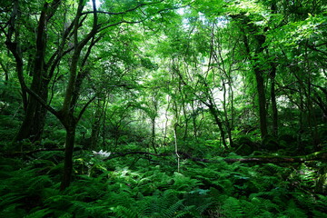 dense primeval forest with fresh ferns and old trees