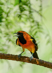 An Altamira Oriole perched on a branch