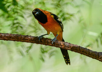 An Altamira Oriole perched on a branch