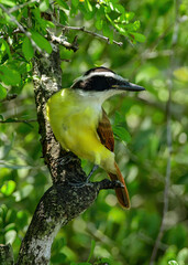 Great Kiskadee