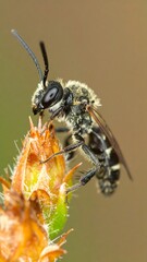 Close-up bee on flower bud