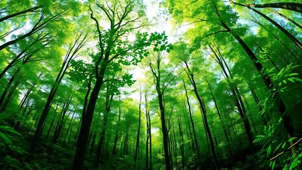Looking up through lush green forest canopy sunlight filtering through tall trees